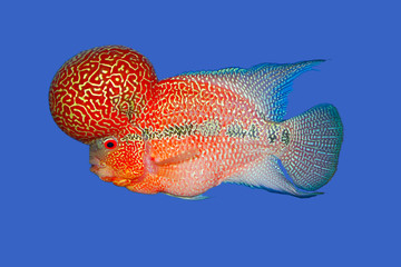 Beautiful fish flowerhorn cichlid isolated red pearl big hump head pet animal hobbyist on blue...