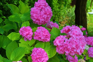pink flowers in the garden