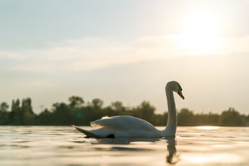 Swan on a lake, beautiful sunset