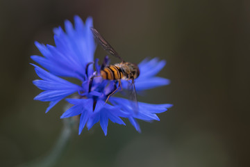 Schwebfliege