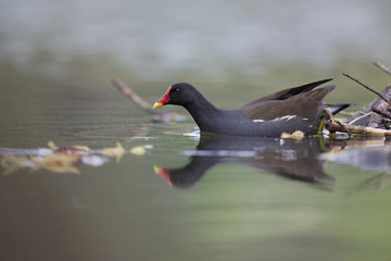 An adult The common moorhen (Gallinula chloropus) swimming and foraging in a lake in the city of Berlin Germany.