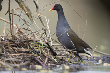 An adult The common moorhen (Gallinula chloropus) swimming and foraging in a lake in the city of Berlin Germany.