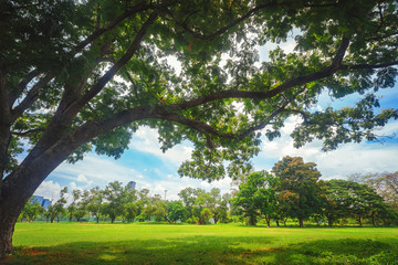 Beautiful park scene in public park with green grass field,