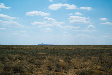 Steppe landscape. Lonely green plants on dry, hot sand