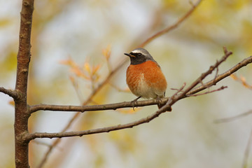 robin on a branch