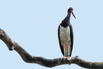 Schwarzstorch auf einem Ast