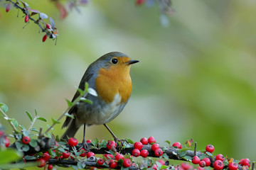 robin on a branch