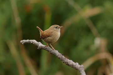 sparrow on a branch