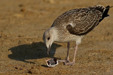 duck on the beach