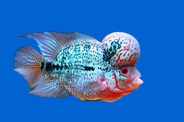 Beautiful fish flowerhorn cichlid isolated red pearl big hump head pet animal hobbyist on blue...