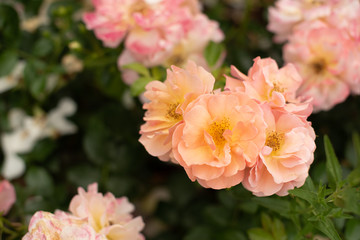 Obraz premium Rosa Heckenrosen close up vor grünem Hintergrund