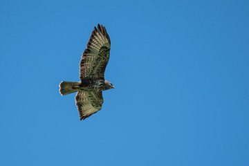 fliegender Bussard im blauen Himmel