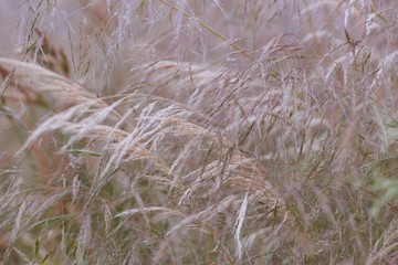 Nature background with wildgrass under sunlight. Selective focus. Plant background.