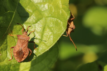 True bug on a leaf (Coreus marginatus)