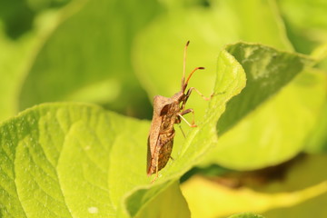 True bug on a leaf (Coreus marginatus)