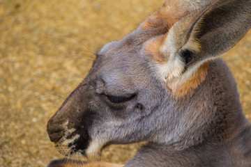 アカカンガルー