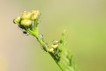 Aphids on a flower