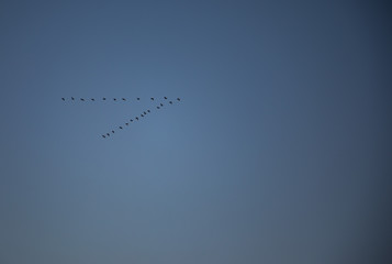 Migrating flying ducks in v form with blue sky