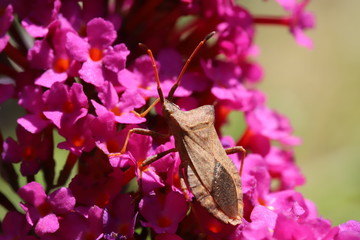 True bug on a flower