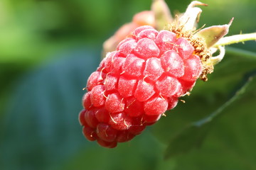 Edible berry