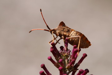 Coreus marginatus on a flower
