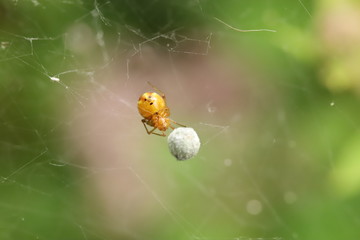Spider with eggs