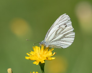 Green-veined white (Pieris napi) butterfly feeding nectar from a Common Hawkweeds