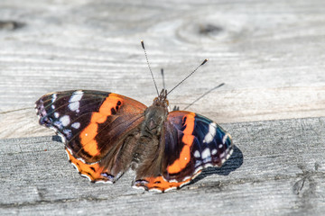 Fototapeta na wymiar Red Admiral butterfly (Vanessa atalanta) on a wooden surface