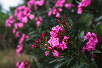 southern shrub with pink flowers at sunset, bushes