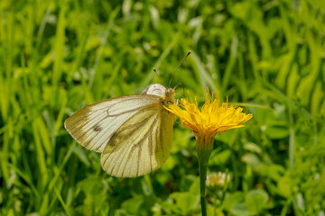 White butterfly sitting on yellow flower on the left on green grass background