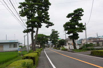 Pine tree avenue on Tokaido road in Fujieda city, Japan