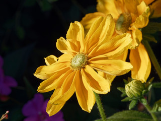 Rudbeckia hirta flowerhead with green olive heart (Rudbeckia hirta 'Irish Eyes')