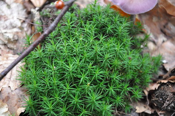 Beatiful plant in the forest. Nature living.