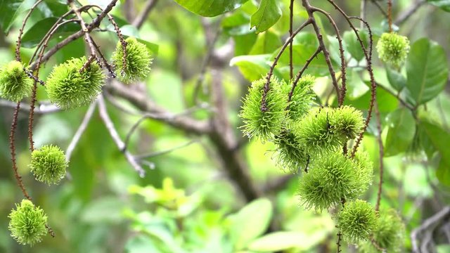 Rain falling in the rambutan garden of Thailand