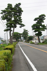 Pine tree avenue on Tokaido road in Fujieda city, Japan