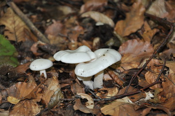 Mushrooms in the forest. Macro photography.