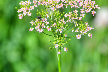 Russia, North Ossetia - Alania. Flora of the Zrug Gorge. The fly sits on pink flowers