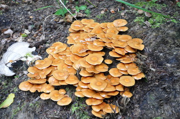 Mushrooms in the forest. Macro photography.