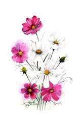 bouquet of cosmos