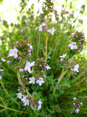 Breckland Thyme, Thymus serpyllum, Thymus vulgaris, Common Thyme, Whole thyme. Fresh green thyme herb blooming with pink flowers growing in the garden. Selective focus, close up, still life.