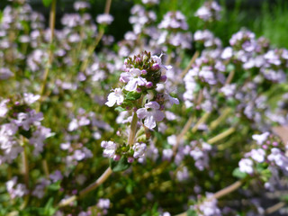 Breckland Thyme, Thymus serpyllum, Thymus vulgaris, Common Thyme, Whole thyme. Fresh green thyme herb blooming with pink flowers growing in the garden. Selective focus, close up, still life.