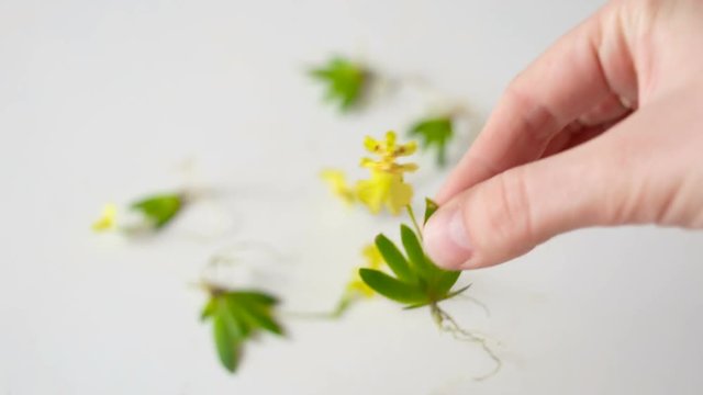 Erycina pusilla (synonym Psygmorchis pusilla) is a flowering micro Orchid. Passes the flower from hand to hand. Real time, natural light, flowering adult plant, contains people