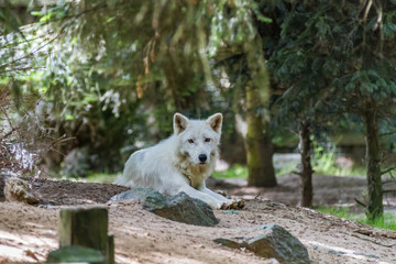 Obraz premium Zoo de la Flèche - Loup arctique
