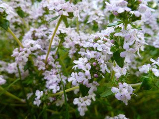 Breckland Thyme, Thymus serpyllum, Thymus vulgaris, Common Thyme, Whole thyme. Fresh green thyme herb blooming with pink flowers growing in the garden. Selective focus, close up, still life.
