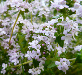 Breckland Thyme, Thymus serpyllum, Thymus vulgaris, Common Thyme, Whole thyme. Fresh green thyme herb blooming with pink flowers growing in the garden. Selective focus, close up, still life.