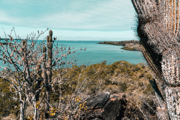 Fototapeta premium Galapagos Santa Cruz
