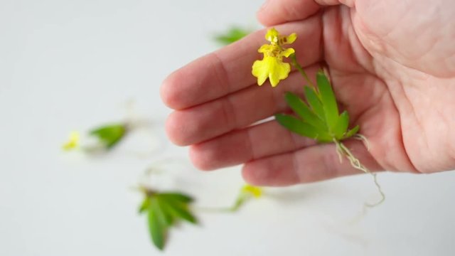 Erycina pusilla (synonym Psygmorchis pusilla) in the palm of a person. Real time, natural light, blooming adult plant.