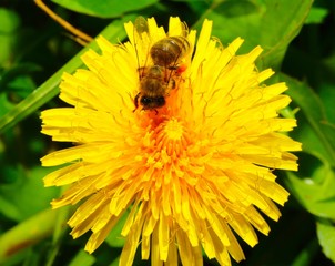 bee on yellow flower