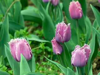 Amazing purple tulips flowering in the garden. Close up background morning nature.