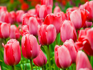 Amazing tulips flowering in the garden. Close up background morning nature